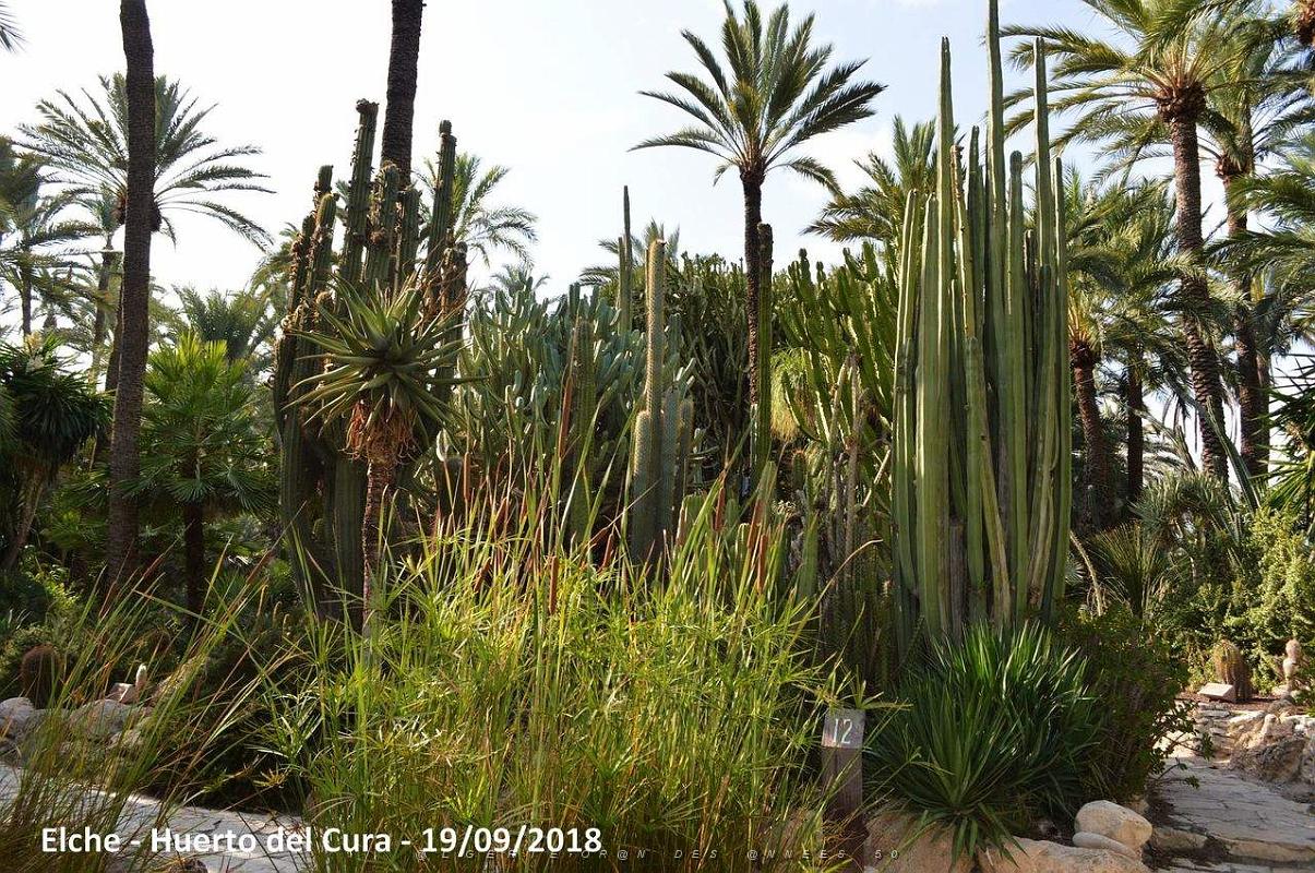 19 ELCHE HUERTO DEL CURA (77).JPG